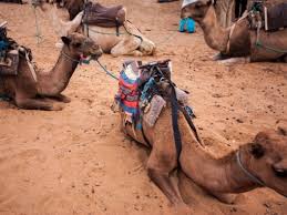 Here are the best things to do in morocco's most popular city break destination. Camel Ride Marrakech