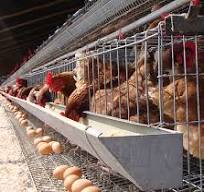 Jaulas para Gallinas | La Mejor Opción para Gallinas Ponedoras