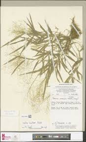 Image result for Isachne buettneri