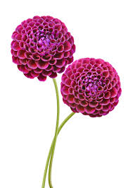 A member of the compositae (also called asteraceae) family of dicotyledonous plants, its garden relatives thus include the sunflower, daisy, chrysanthemum. Dahlia Definition Und Bedeutung Collins Worterbuch
