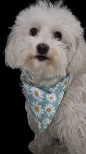 😢, #frise #frisé #maltes #dogs #doglover #dogsofinstagram #bichonmaltes  #bichonfrisé #perros , #puppy #puppies #mexico🇲🇽 #perritosfelices  #perrosinfluencers #doglife #bichongram #dog #trufa #viral, ...