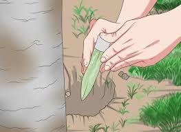 Check spelling or type a new query. How To Use Miracle Gro 10 Steps With Pictures Wikihow