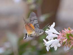 Maybe you would like to learn more about one of these? Esfinge Colibri Macroglossum Stellatarum Lepidoptera Sphingidae El Desinsectador Y Desratizador