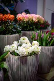 Eine sonnenblume ist dargestellt in der herrlichkeit der sonne. Blumen Wir Schenken Sie Als Zeichen Der Liebe Der Dankbarkeit Zu Besonderen Ereignissen Um Trauer Und Mitgefuhl Zu Zeigen Oder Ei Blumen Schenken Pflanzen