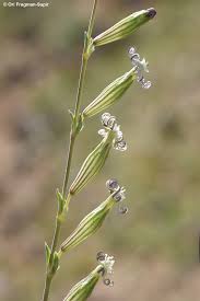 Image result for Silene burchellii