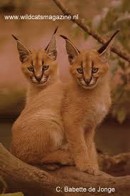 Young aristocrats endowed with burning temperament and enigmatic, almost heavenly beauty of a lynx. Caracal Or Desert Lynx Felis Caracal Wild Cats Magazine