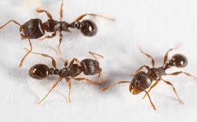 Ant Identification Guide A 1 Pest Control Of North Carolina