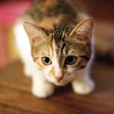 Alergia A Picada De Pulgas Em Gatos