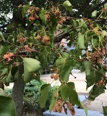 Released from the aecia located on the fruit tree and travel by wind to infect new cedar plants. Landscape Cedar Quince Rust Umass Center For Agriculture Food And The Environment