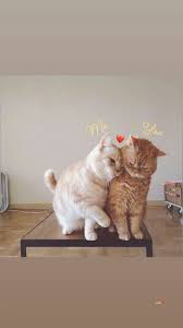 Maybe you would like to learn more about one of these? Gambar Kartun Lucu Pp Wa Couple Terpisah Kucing Cute Images