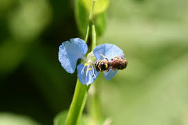Image result for Commelina latifolia