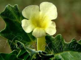 Image result for Pedalium