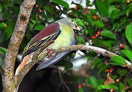 Di kebudayaan jawa, burung perkutut memiliki derajat yang tinggi dibandingkan jenis hewan lainnya. Burung Punai Lengguak Wikipedia Bahasa Melayu Ensiklopedia Bebas