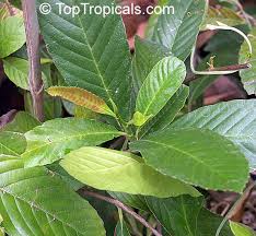 Image result for Tetracera