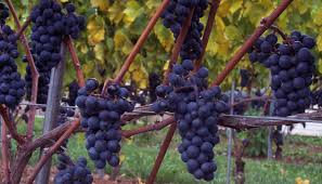 We did not find results for: Hybrid Grape Wikipedia