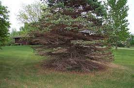 Our children planted a colorado blue spruce for us 30 years ago when they were in grade school. Sickly Spruces News