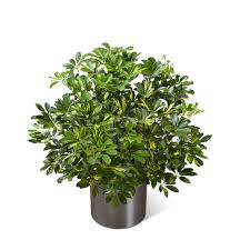 Image result for Schefflera