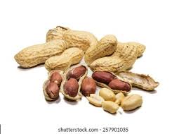 Image result for Arachis hypogaea