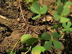 Image result for Marsilea minuta