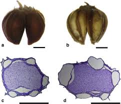 Image result for Alepidea