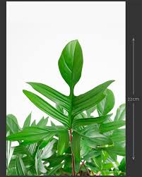 Philodendron Pedatum Oak Leaf Philodendron House Of Plants Philodendron Plant Philodendron Plants