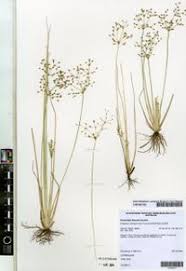 Image result for Fimbristylis quinquangularis