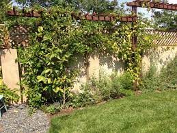 Passion Fruit Plant On Trellis Give It More Structure To Run Passion Fruit Plant Small Space Gardening Garden Spaces
