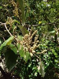 Image result for Heritiera