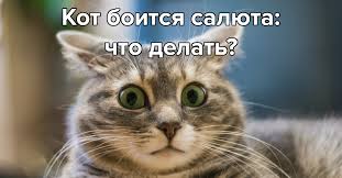 Международный день кошек ежегодно отмечается по всему миру, в том числе и в украине. Vsemirnyj Den Koshek 1 Marta Rusalut Ru