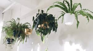 Compare prices & read reviews. Best Plant Hangers Drape Your Rooms In Greenery