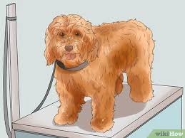 Apr 10, 2020 · f1bb labradoodle genetics: 4 Ways To Groom A Long Fleece Coated Labradoodle Wikihow