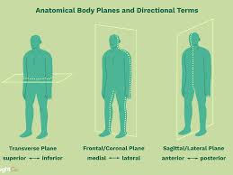 Anatomical planes left and right (from the patient's point of reference) midline, midspinal line, and the sagittal plane: Anatomical Directional Terms And Body Planes