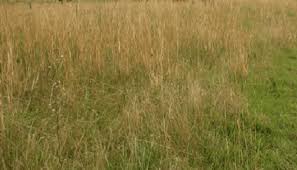Image result for Eragrostis plana