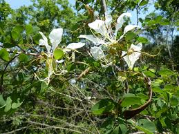 Image result for Bauhinia bowkeri