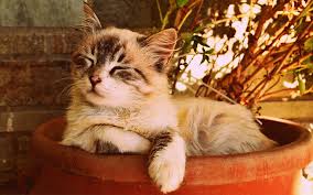 Players freely choose their starting point with their parachute, and aim to stay in the safe zone for as long as possible. Boy Cat Names 250 Great Male Cat Names From The Happy Cat Site