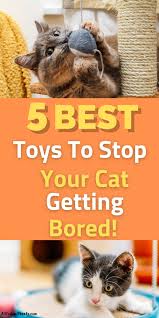 You can either find diy ideas online or purchase them at your local pet store. 5 Best Cat Toys For Bored Cats To Keep Your Kitty Out Of Mischief Best Interactive Cat Toys Cool Cat Toys Cat Toys