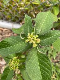 Image result for Euphorbia heterophylla
