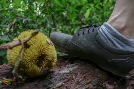 Check spelling or type a new query. 5 Reasons Adidas Kampung Are The Best Hiking Shoes In Malaysia