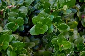 Maybe you would like to learn more about one of these? Bush With Small Dark Green Leaves Of A Tropical Plant Stock Photo Picture And Royalty Free Image Image 128202589