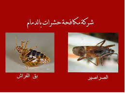 شركة مكافحة حشرات و رش مبيدات بالدمام شركة مكافحة حشرات بالدمام تساعدك شركة مكافحة الحشرات الدمام على تنظيف مطبخك وجميع أنحاء م Insect Control Dammam Insects