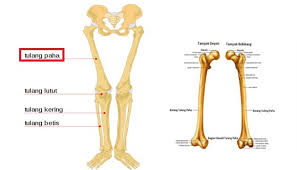 Check spelling or type a new query. Fungsi Tulang Paha Pengertian Struktur Anatimi Bagian Dan Pelekatan Otot Pada Tulang Paha Femur Pelajaran Sekolah Online