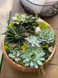 Learn how to correctly pot your plant and choose the appropriate soil type. Medium Succulent Garden