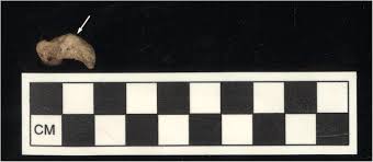 Bhd) was formed as a software engineering. Feathers And Talons Birds At Neolithic Catalhoyuk Turkey Springerlink