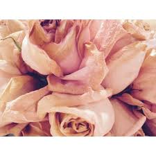 5.0 out of 5 stars based on 2 product ratings(2). Activa Flower Drying Art Silica Gel 5 Lb 2 27 Kg