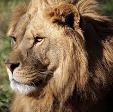 Carolina Tiger Rescue Celebrates World Wildlife Day Carolina Tiger Rescue Wildlife Day Rescue Lions