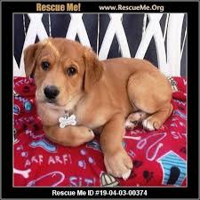The following steps outline how the adoption process works at arizona. Arizona Small Dog Rescue Phoenix Az Available Pets Small Dog Rescue Golden Retriever Rescue Adoption Golden Retriever Rescue