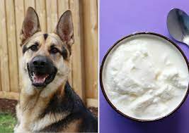 I went and bought an order for $3.49. What Types Of Yogurt Can Dogs Eat German Shepherd Training Info