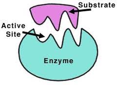 Image result for enzyme