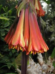 Image result for Cyrtanthus welwitschii