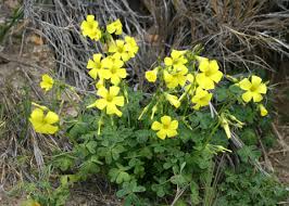 Image result for Oxalis pes-caprae